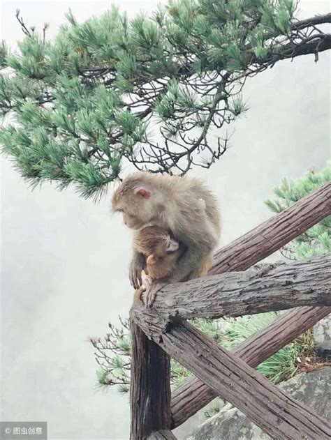 優越猴意思|優越的意思